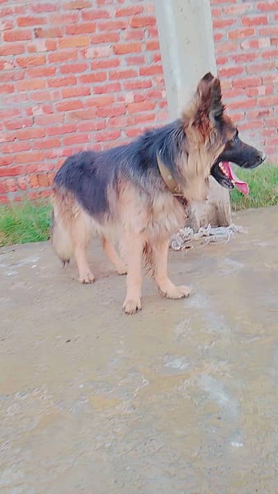 German shepherd