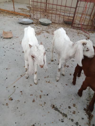 2 Male for sale