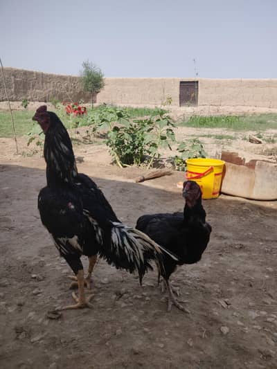 egg laying