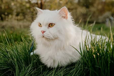 Persian kitten for sale