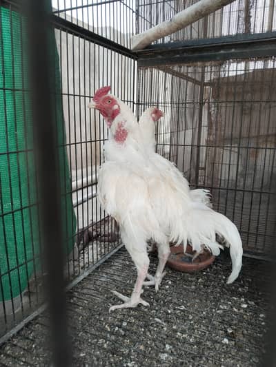 heera aseel chicks available