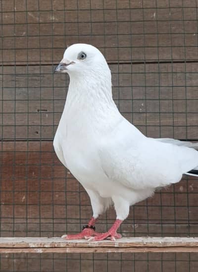 kaldumay male 2   and 1 phatti wala male