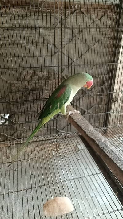 Raw parrot female for sale