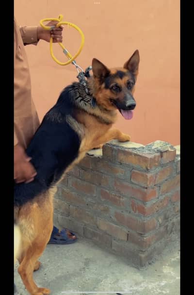 German shepherd dog