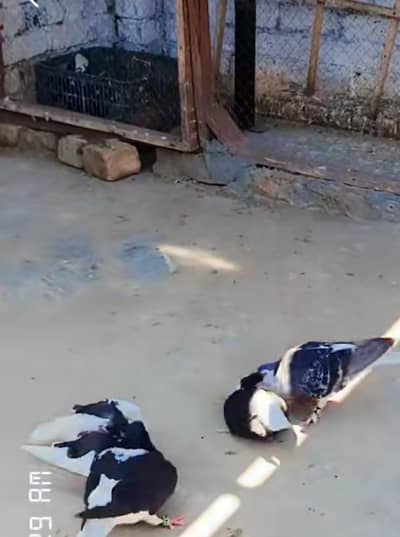 awesome pigeon