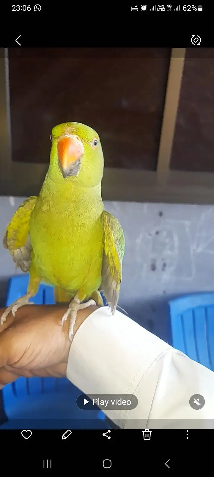 kathhy, hand tame