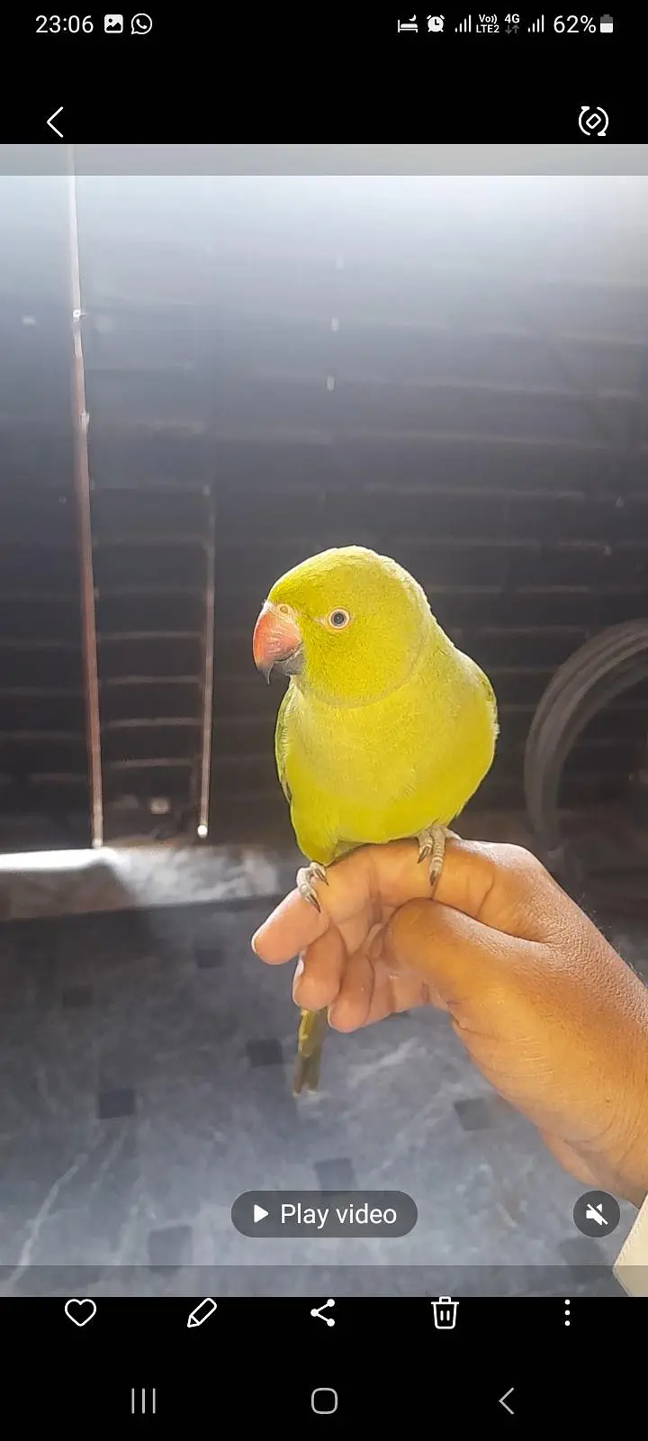 kathhy, hand tame — photo 2