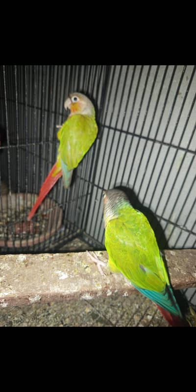 eno breader mail Red eyes