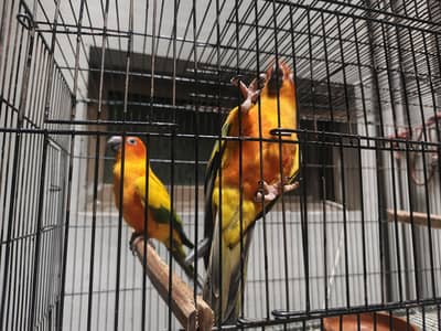 adult pairs