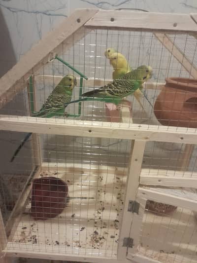 2 hogoromo male pair.