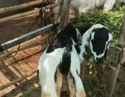 desi goat