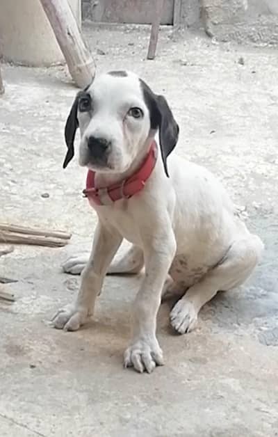 top quality bully male pup