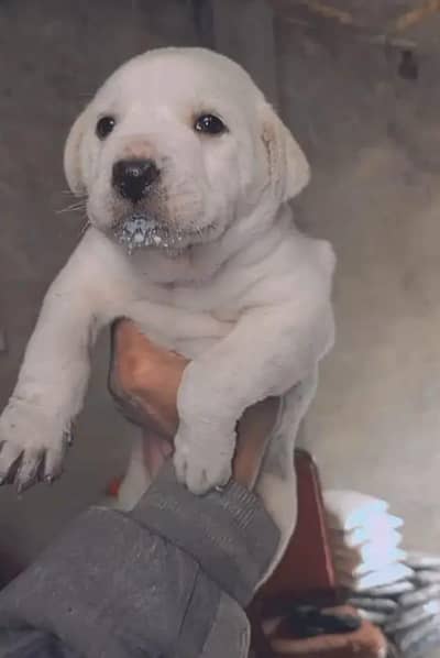 Labrador puppy for sale 4 months vaccinated