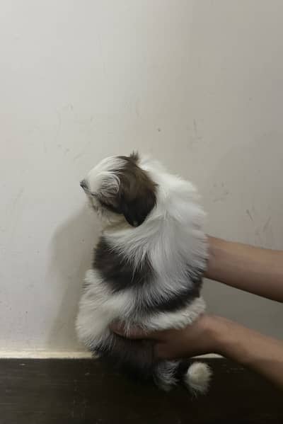 Shih Tzu / Shihtzu / Shitzu Pups