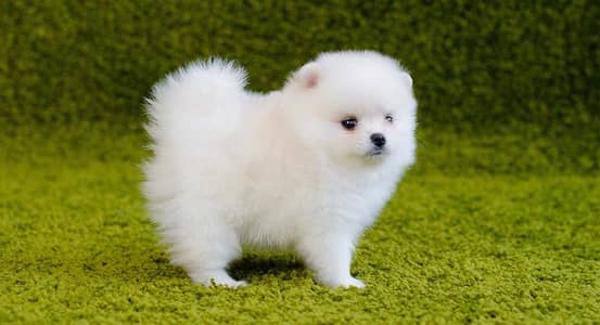 Pomeranian puppies 92@344*6933885