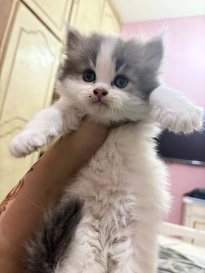 Beautiful bi colour persian kitten available