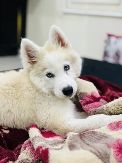 Husky
