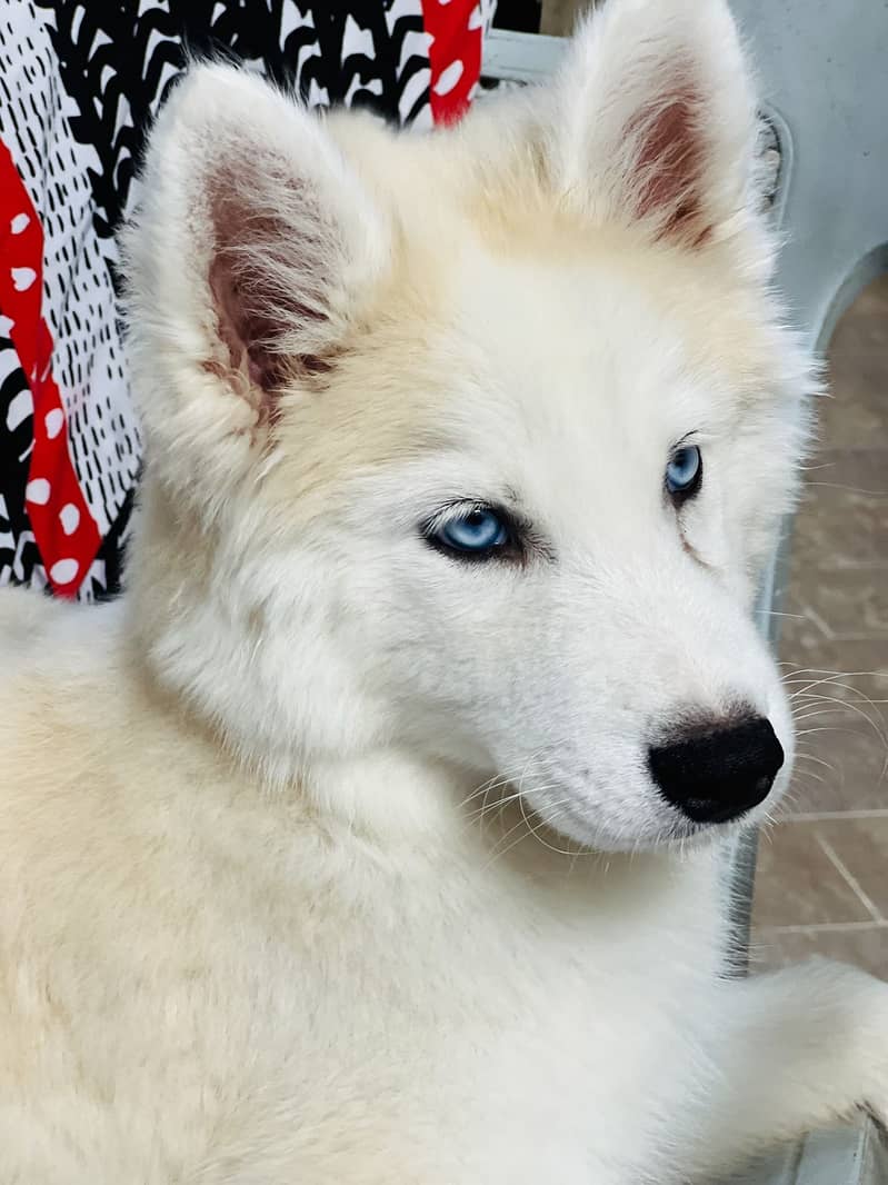 Husky 1