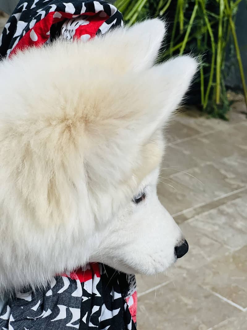 Husky 2