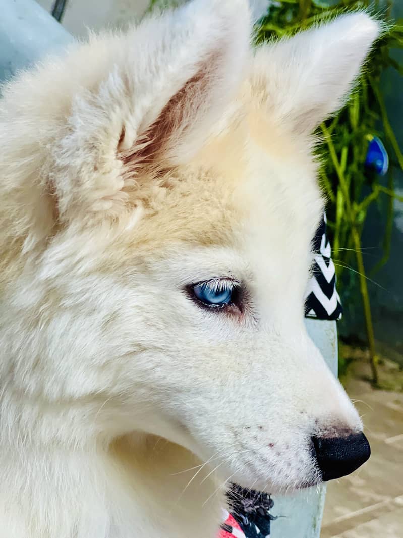 Husky 3