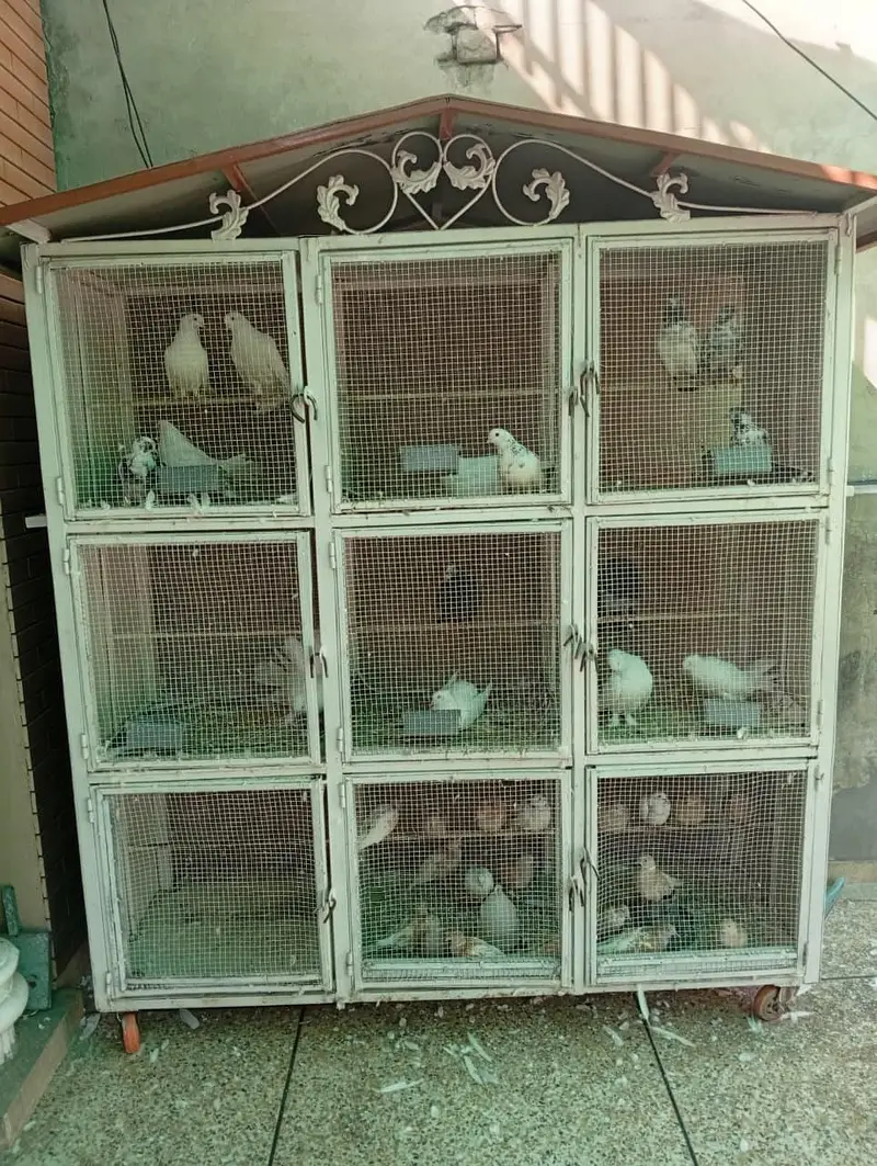 pigeon cage