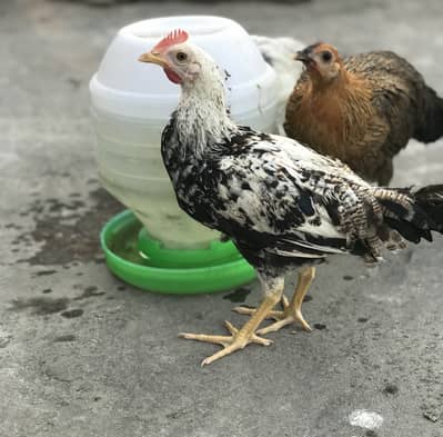 5 Desi pathay pathiya (pullets) for Sale!