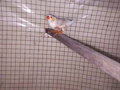 Zebra Light back silver penguin High Quality Breeder Male