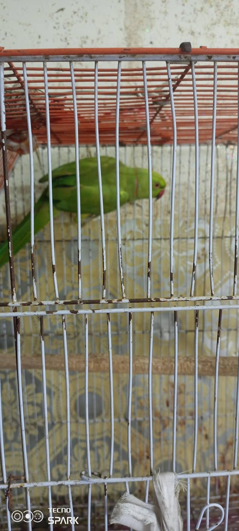 parrot 0
