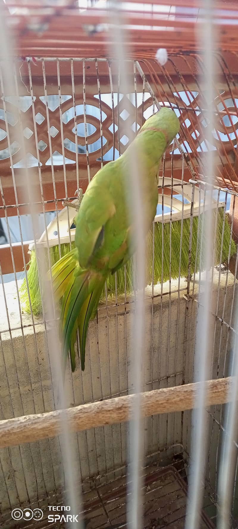 parrot 1