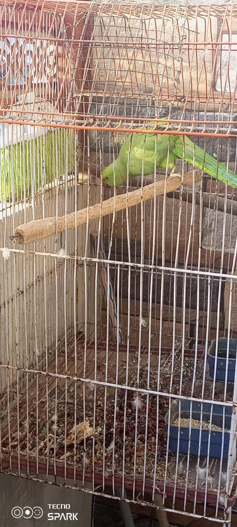 parrot 2