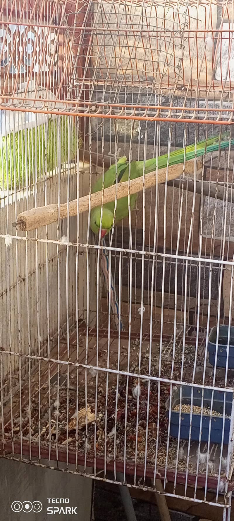 parrot 3