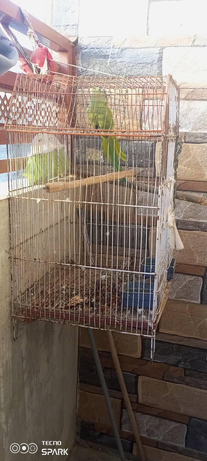parrot 4