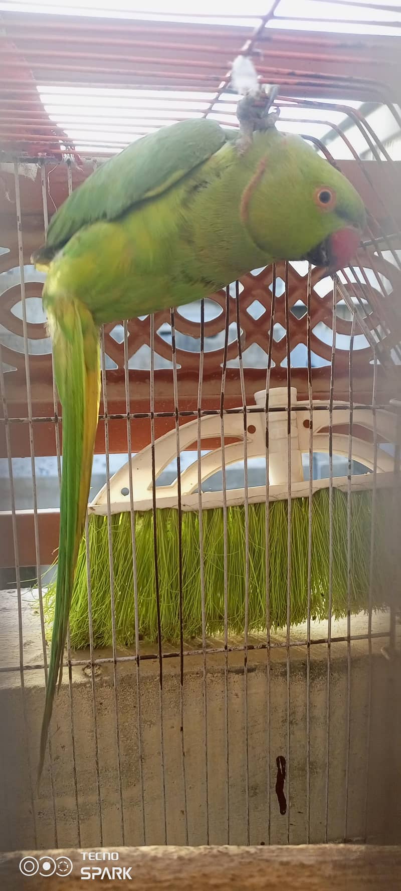 parrot 5