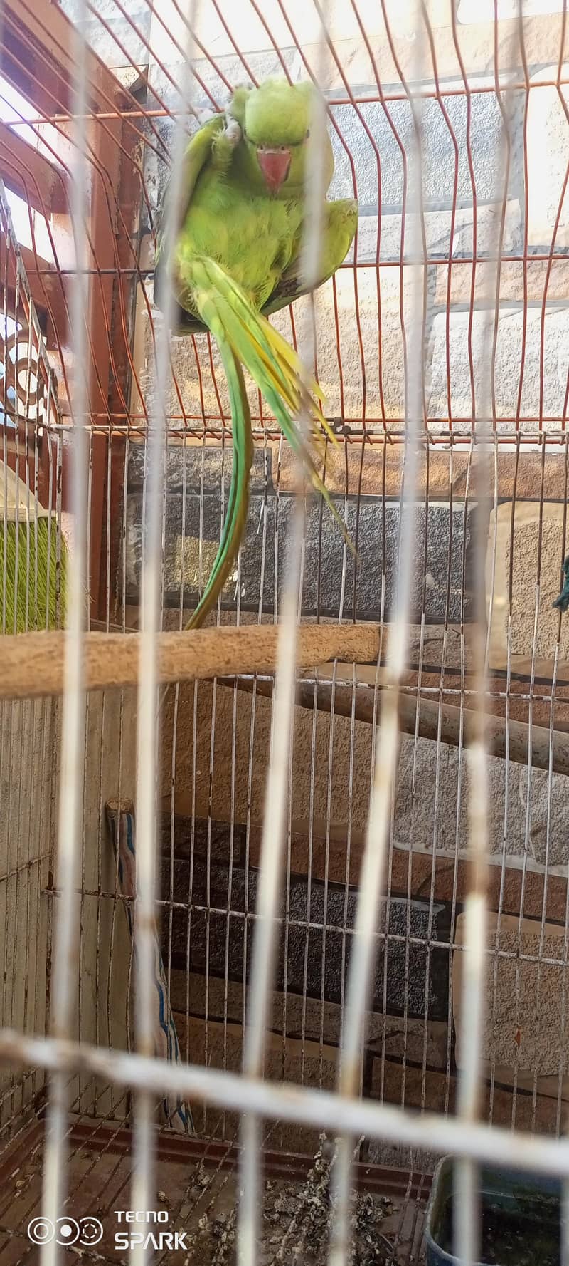 parrot 6