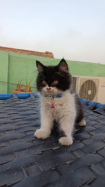 Persian kitten