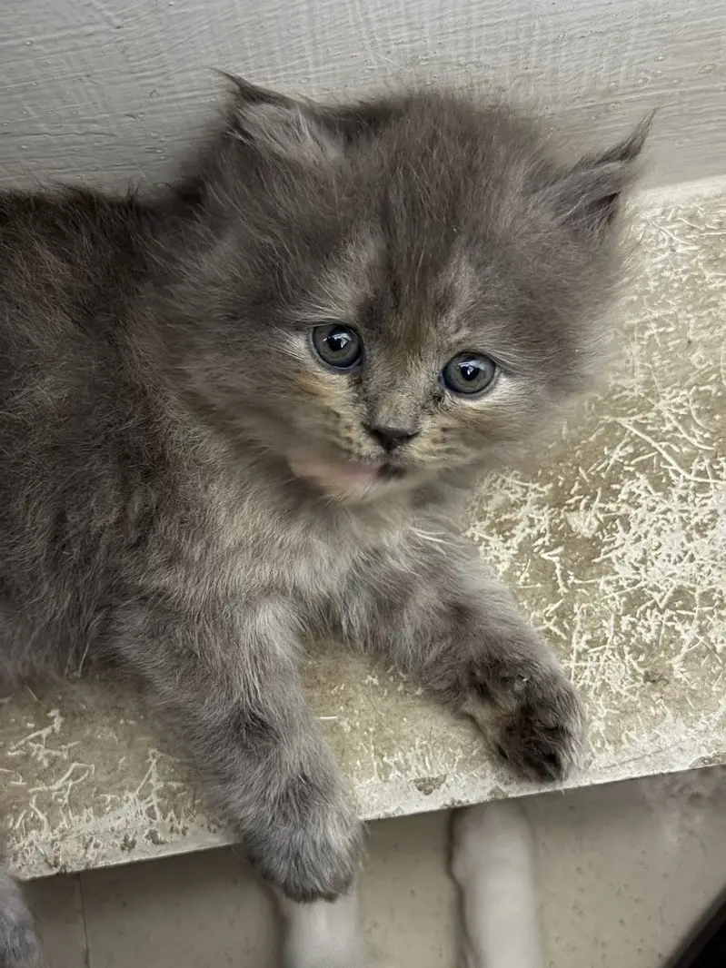 Persian Kitten Triple Coated Golden Eyed — photo 4