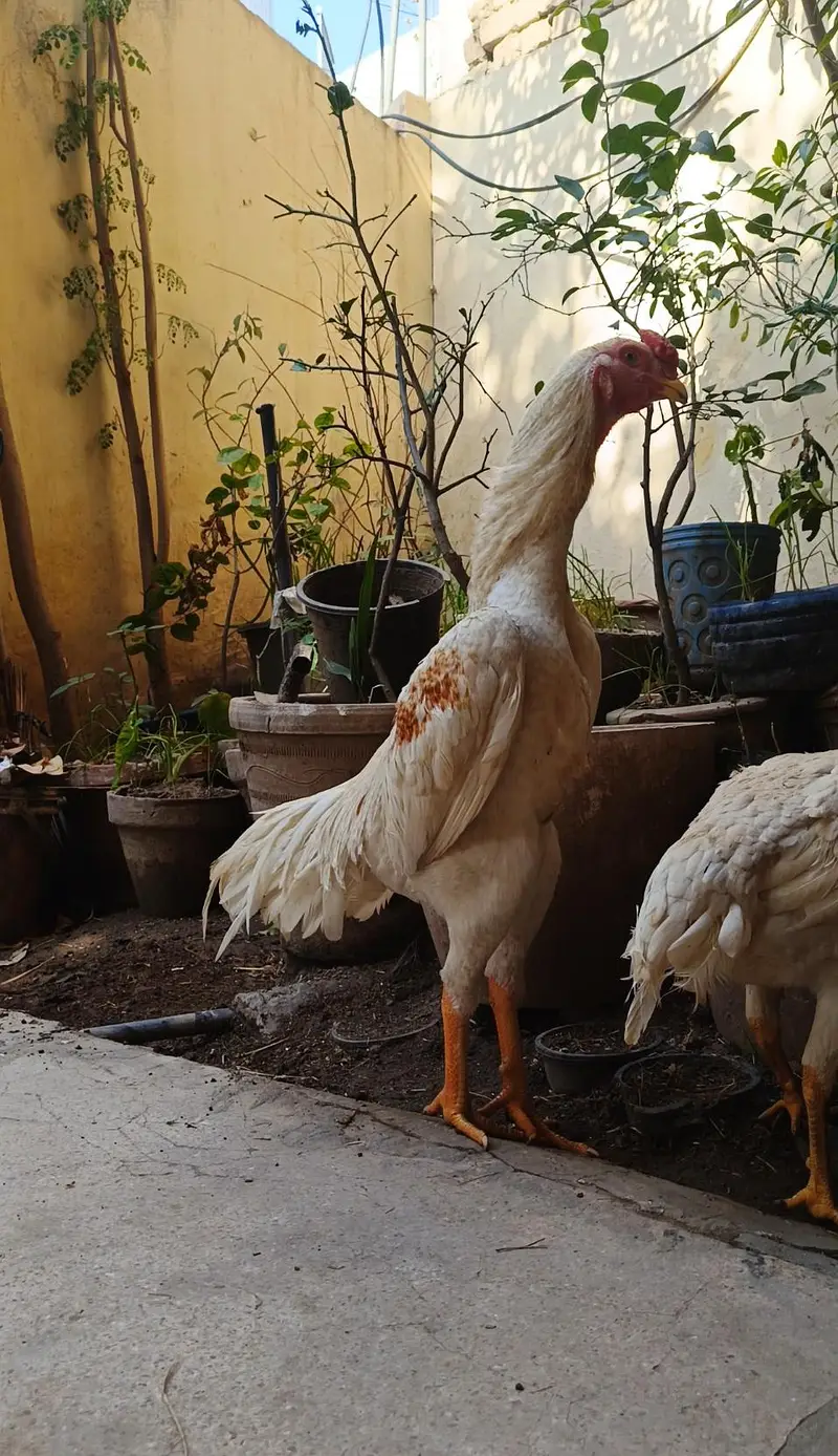 Pure Shamo Chicks Available
