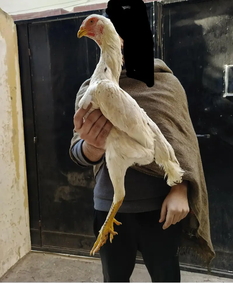 Pure Shamo Chicks Available — photo 2