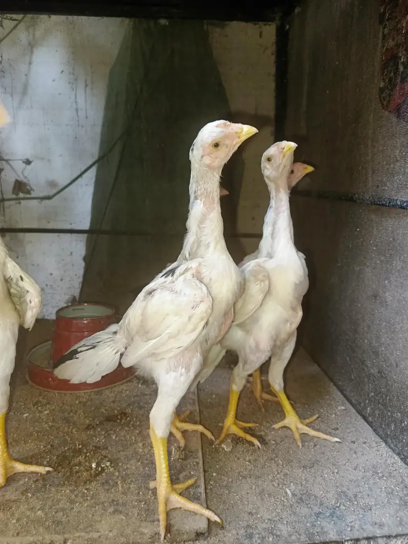 Pure Shamo Chicks Available — photo 3
