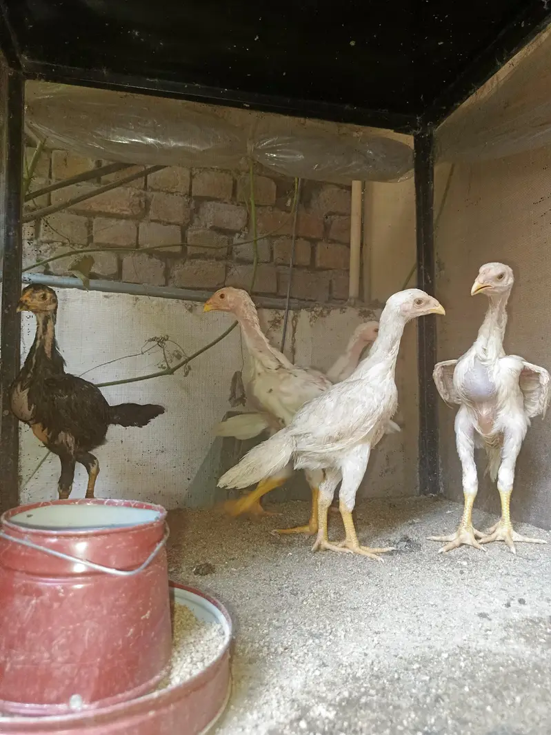 Pure Shamo Chicks Available — photo 4