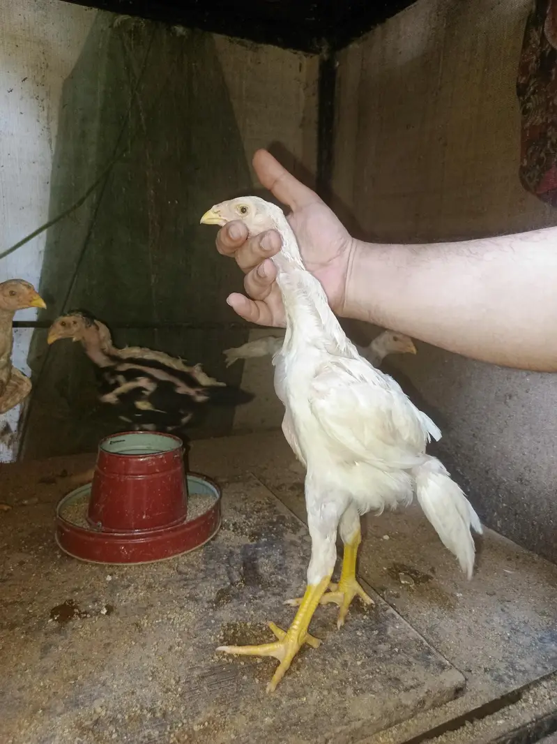Pure Shamo Chicks Available — photo 5