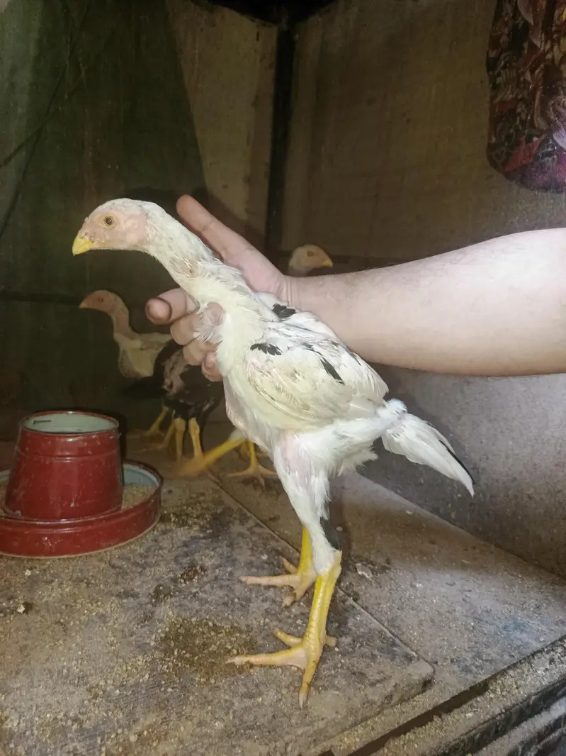Pure Shamo Chicks Available — photo 6