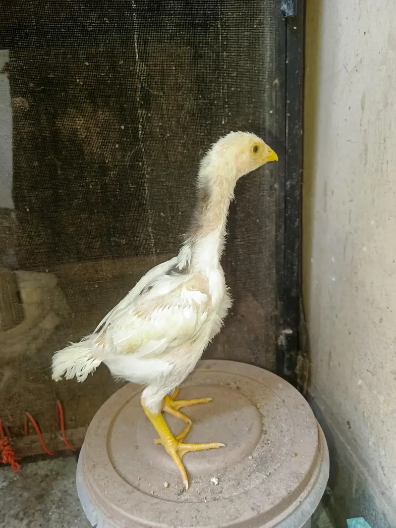 Pure Shamo Chicks Available — photo 7