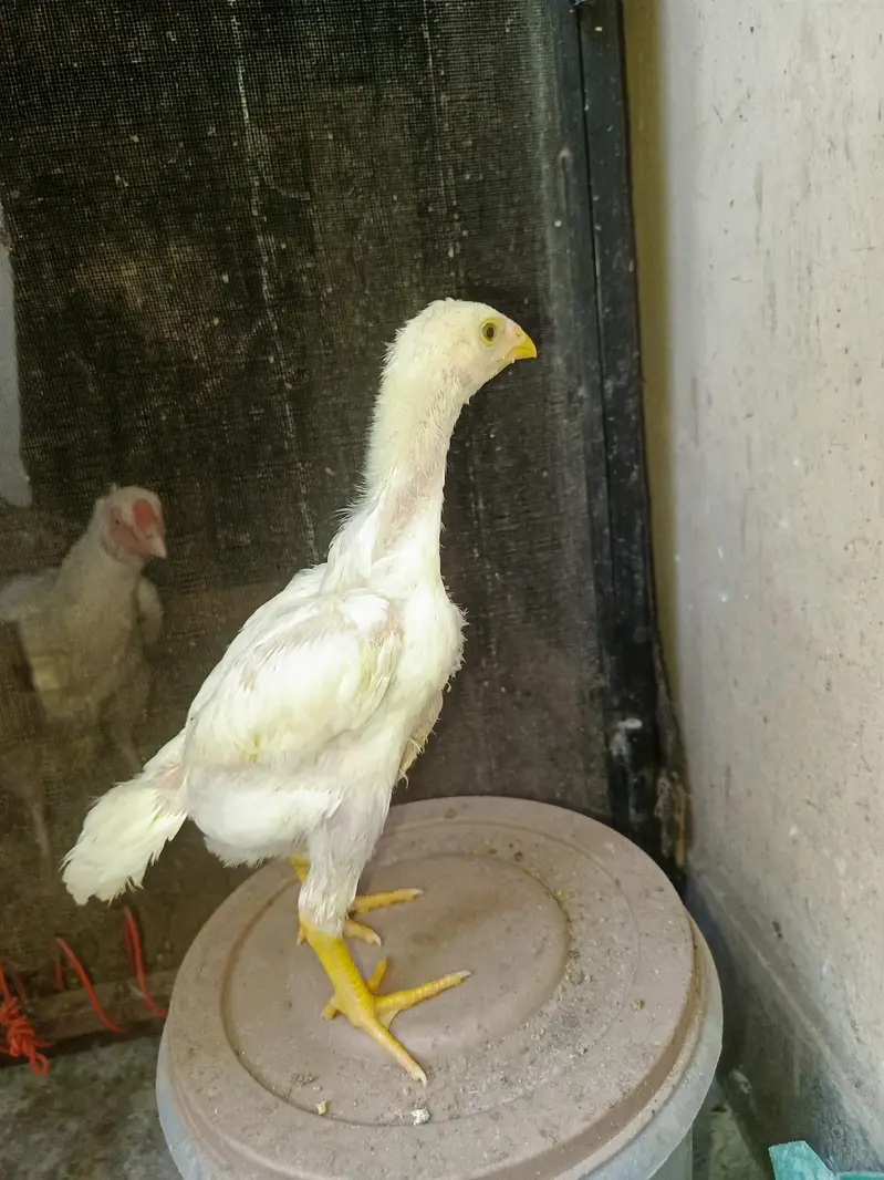 Pure Shamo Chicks Available — photo 8