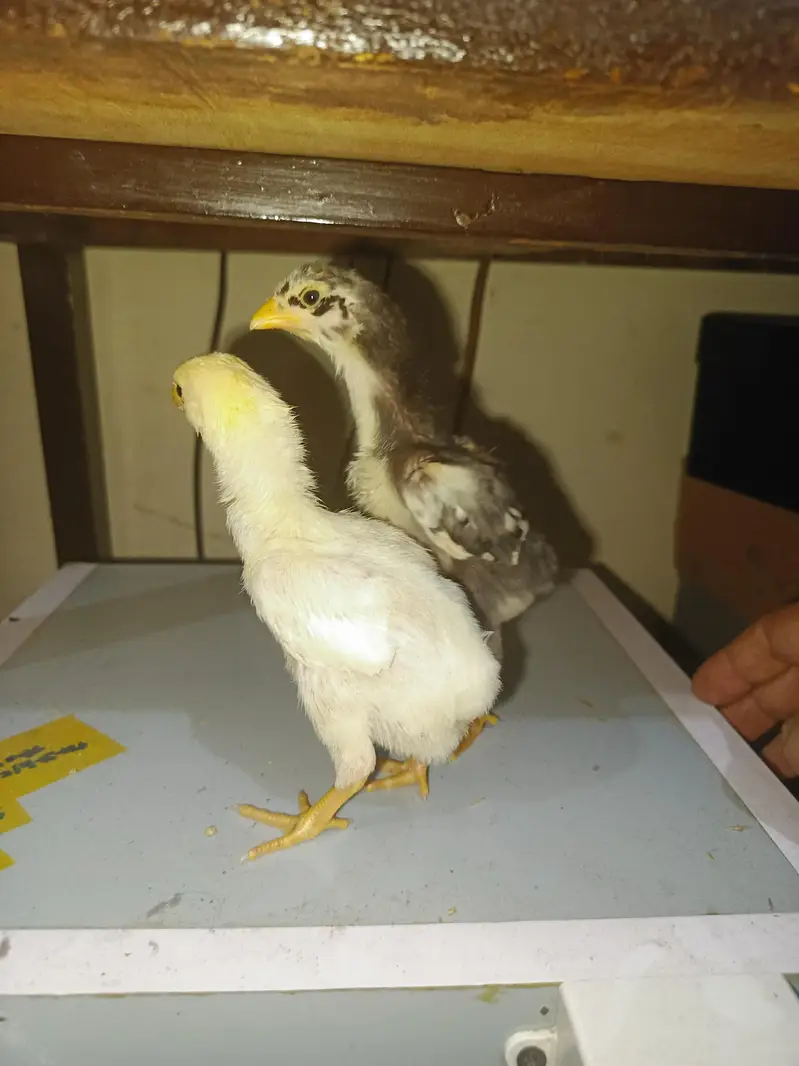 Pure Shamo Chicks Available — photo 9