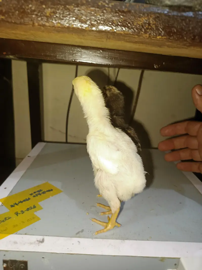 Pure Shamo Chicks Available — photo 10