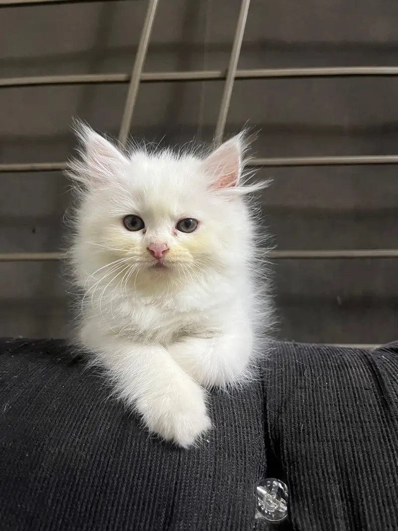 Persian Kitten Triple Coated Golden Eyed — photo 5