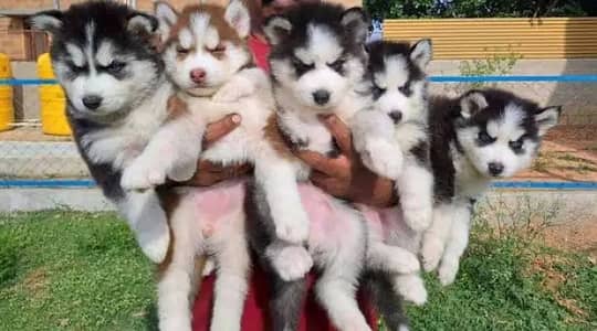 Siberian husky puppies 92@344*6933885