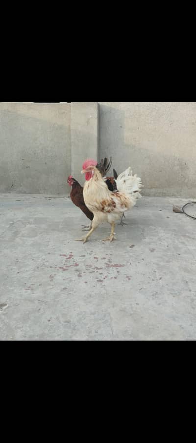 Hens for Sale