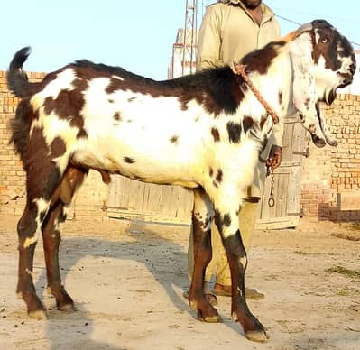 Beetal Breeder Bakry